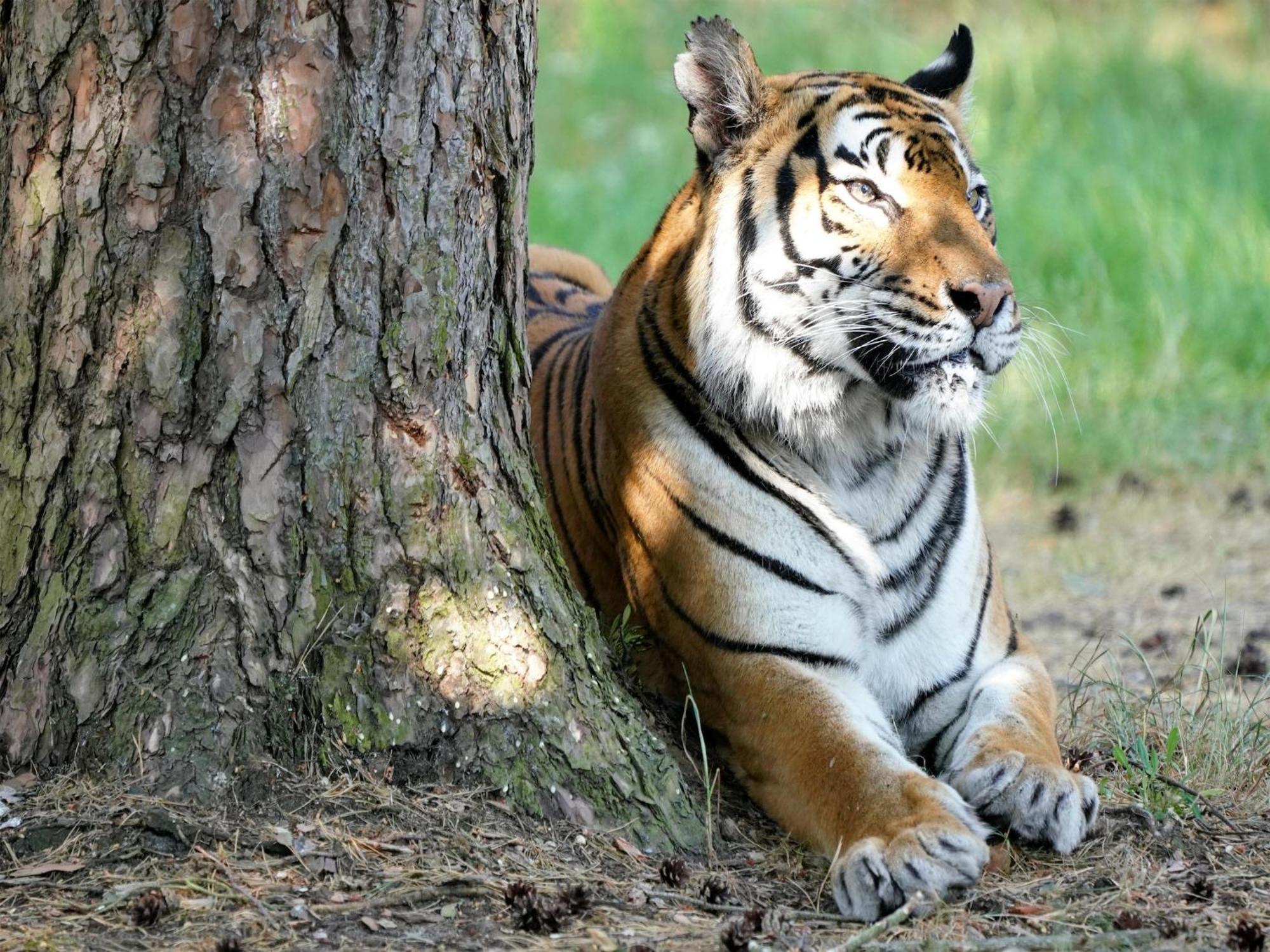 Zelte Im Safari Park * Hodenhagen