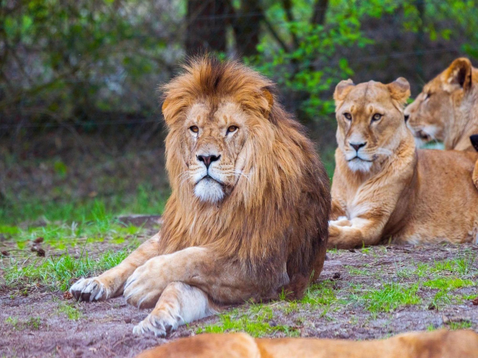 Zelte Im Safari Park Luxuszelt