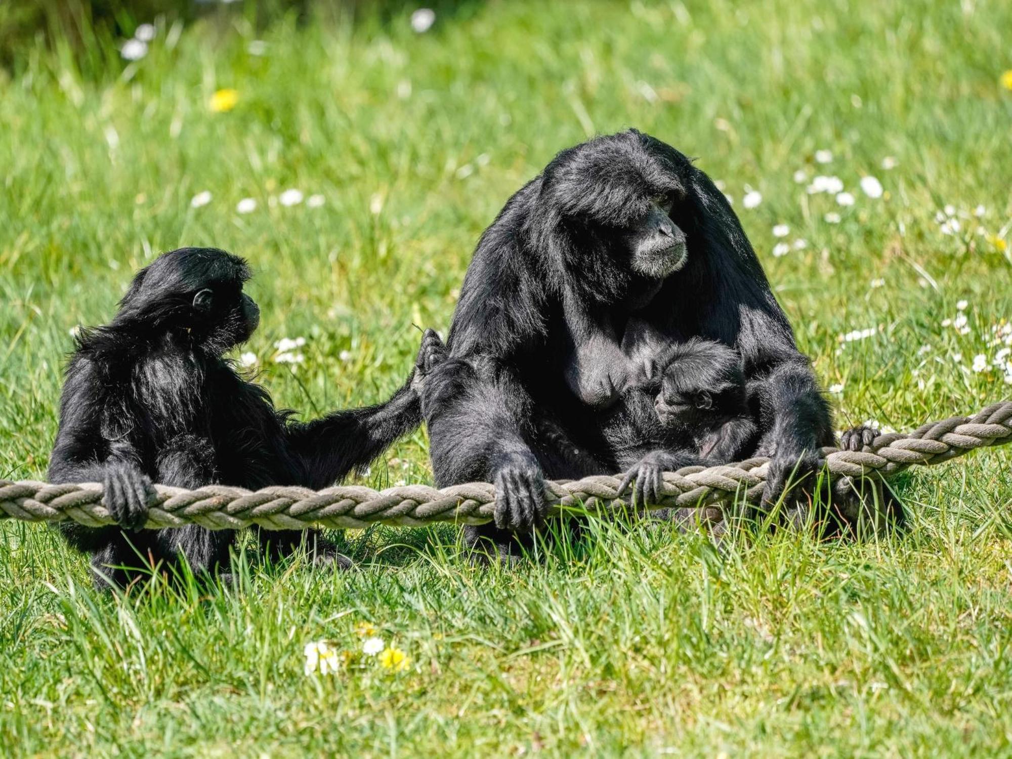 Zelte Im Safari Park * Hodenhagen