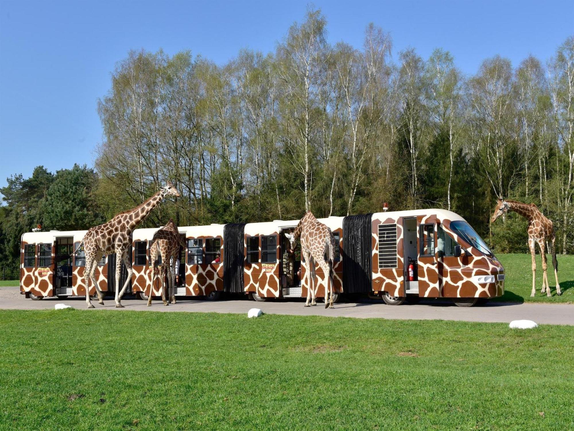 Luxuszelt Zelte Im Safari Park