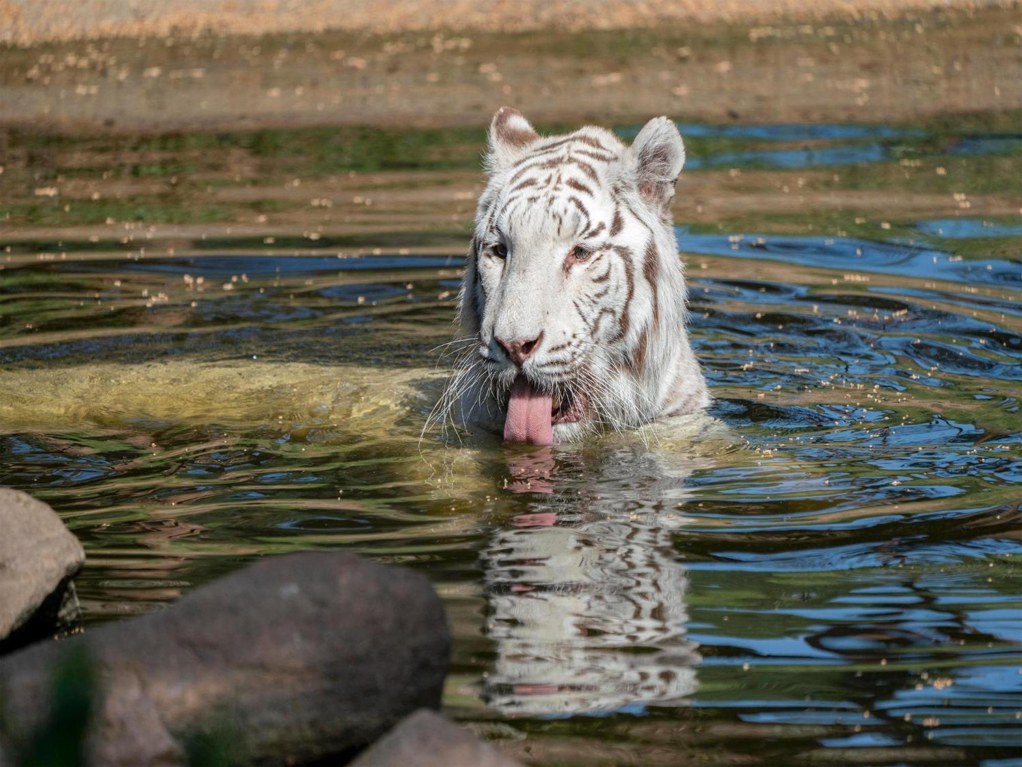 Zelte Im Safari Park *