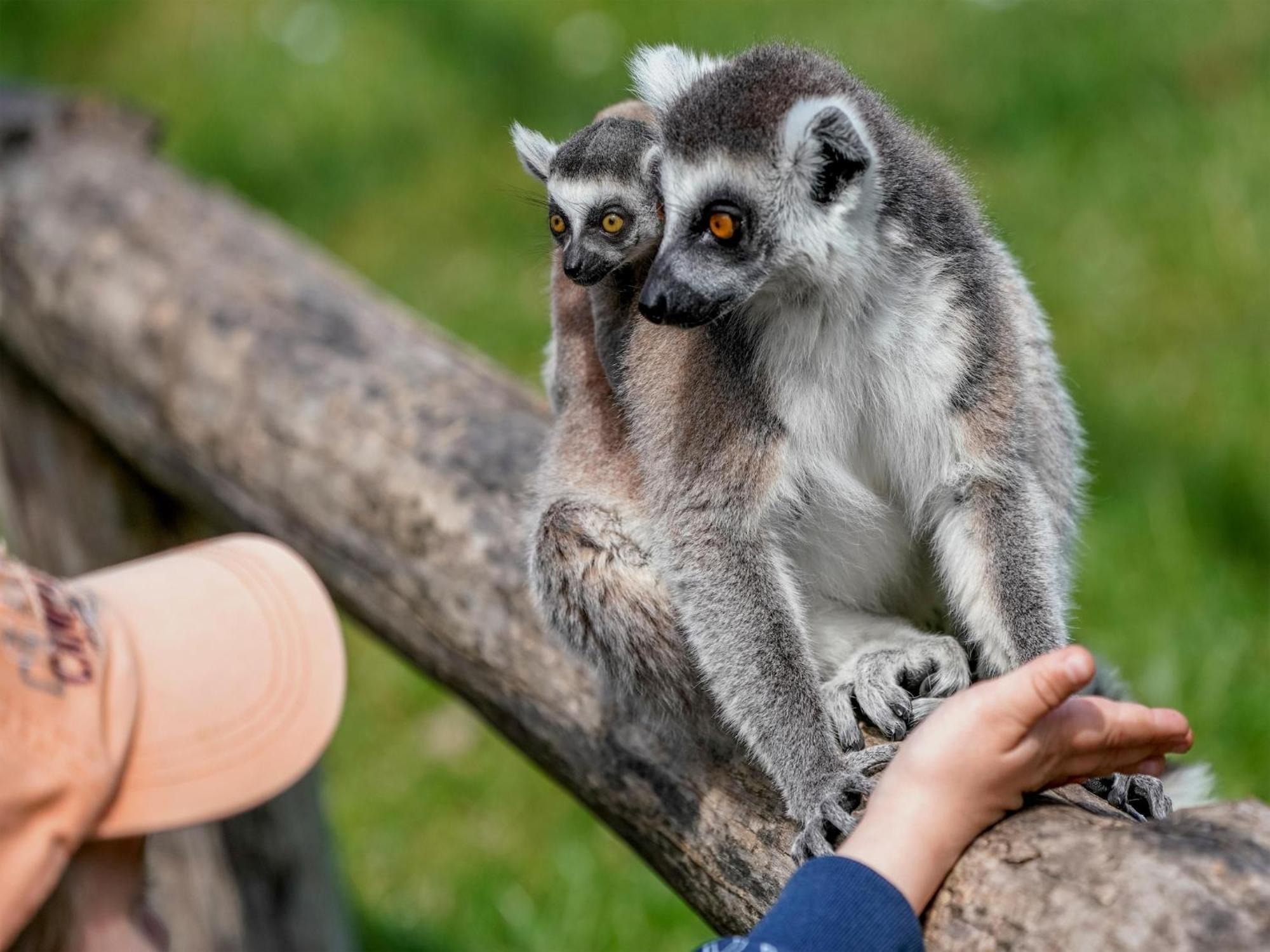 Zelte Im Safari Park * Hodenhagen