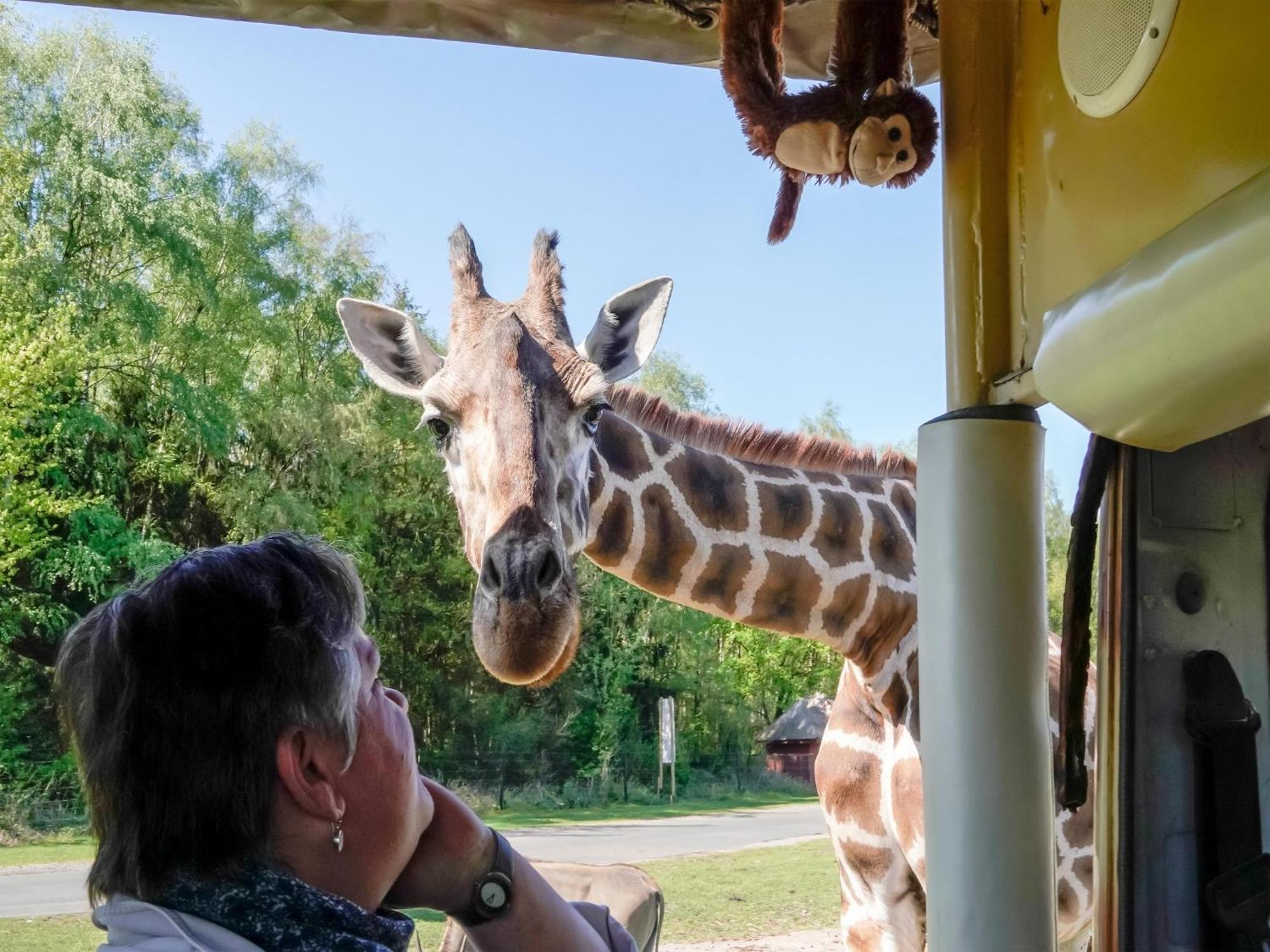 Zelte Im Safari Park Luxuszelt